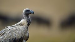 Rüppell's vulture