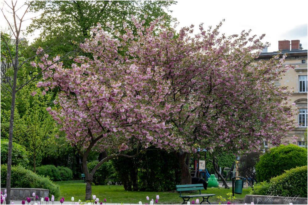 Rüschenbaum im Stadtpark