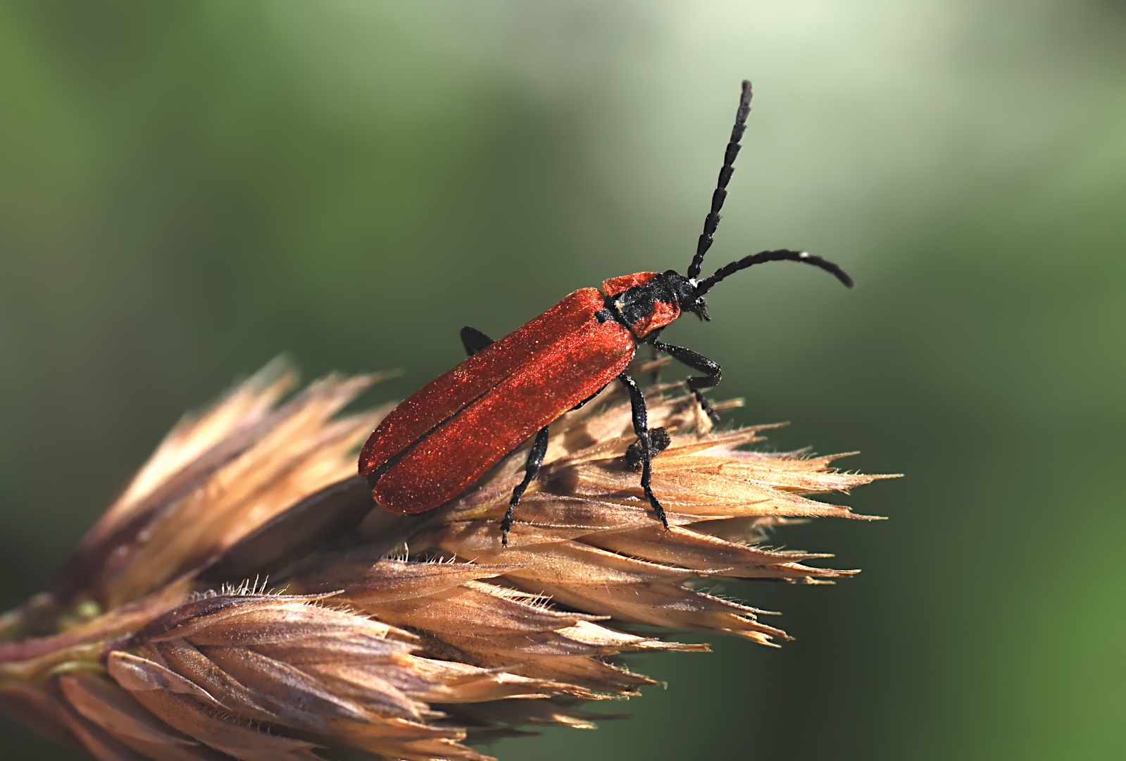 Rüssel-Rotdeckenkäfer (Lygistopterus sanguineus):