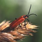 Rüssel-Rotdeckenkäfer (Lygistopterus sanguineus):