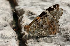 Rüssel wieder aufgerollt