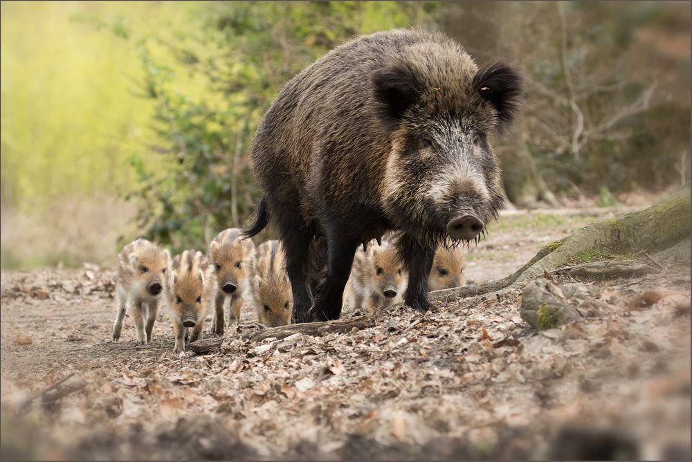 Rüsselbande ... Foto &amp; Bild | heimische säugetiere, wildschwein ...