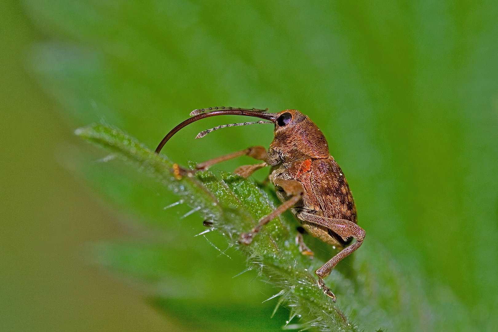 Rüsselkäfer