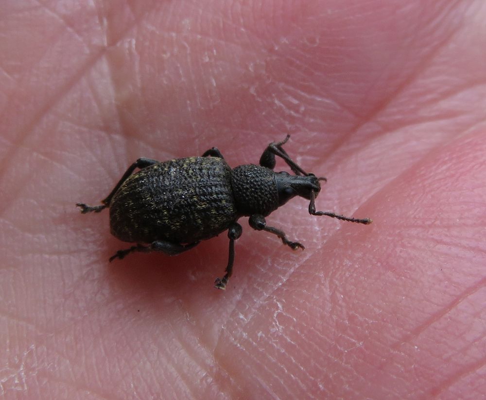 Rüsselkäfer Foto & Bild insekten, natur, tiere Bilder auf