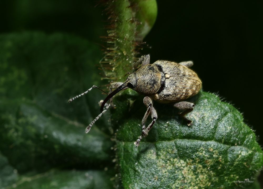 Rüsselkäfer