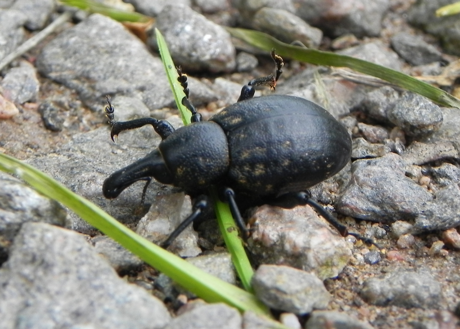 Rüsselkäfer