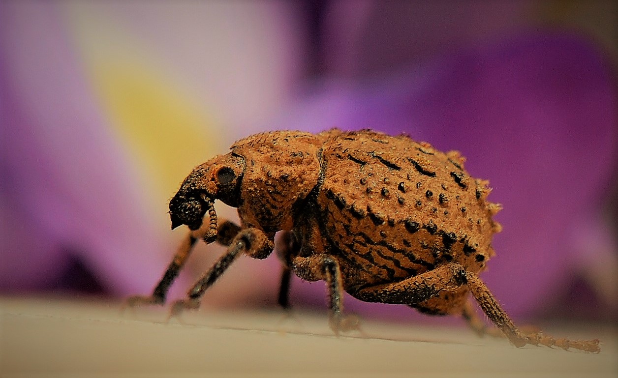 Rüsselkäfer Foto & Bild tiere, wildlife, insekten Bilder auf