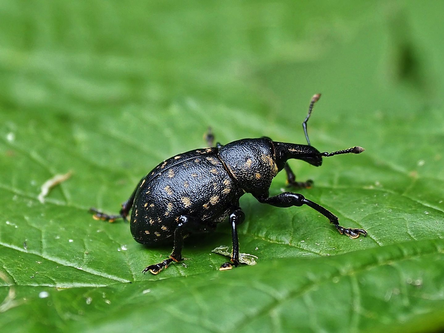  Rüsselkäfer