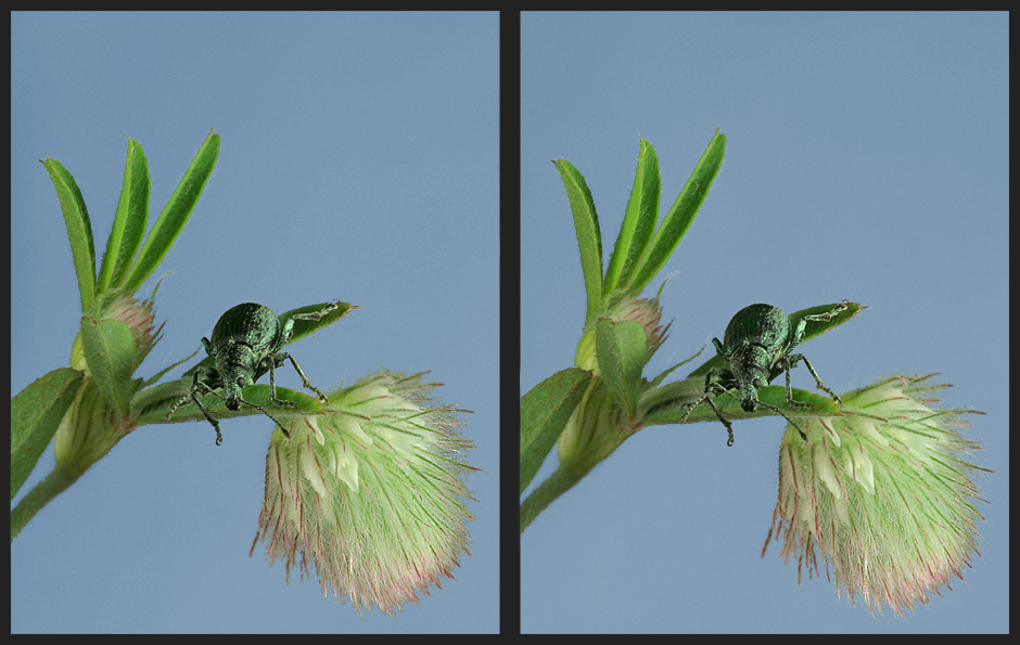 Rüsselkäfer an Hasenklee [3D]*