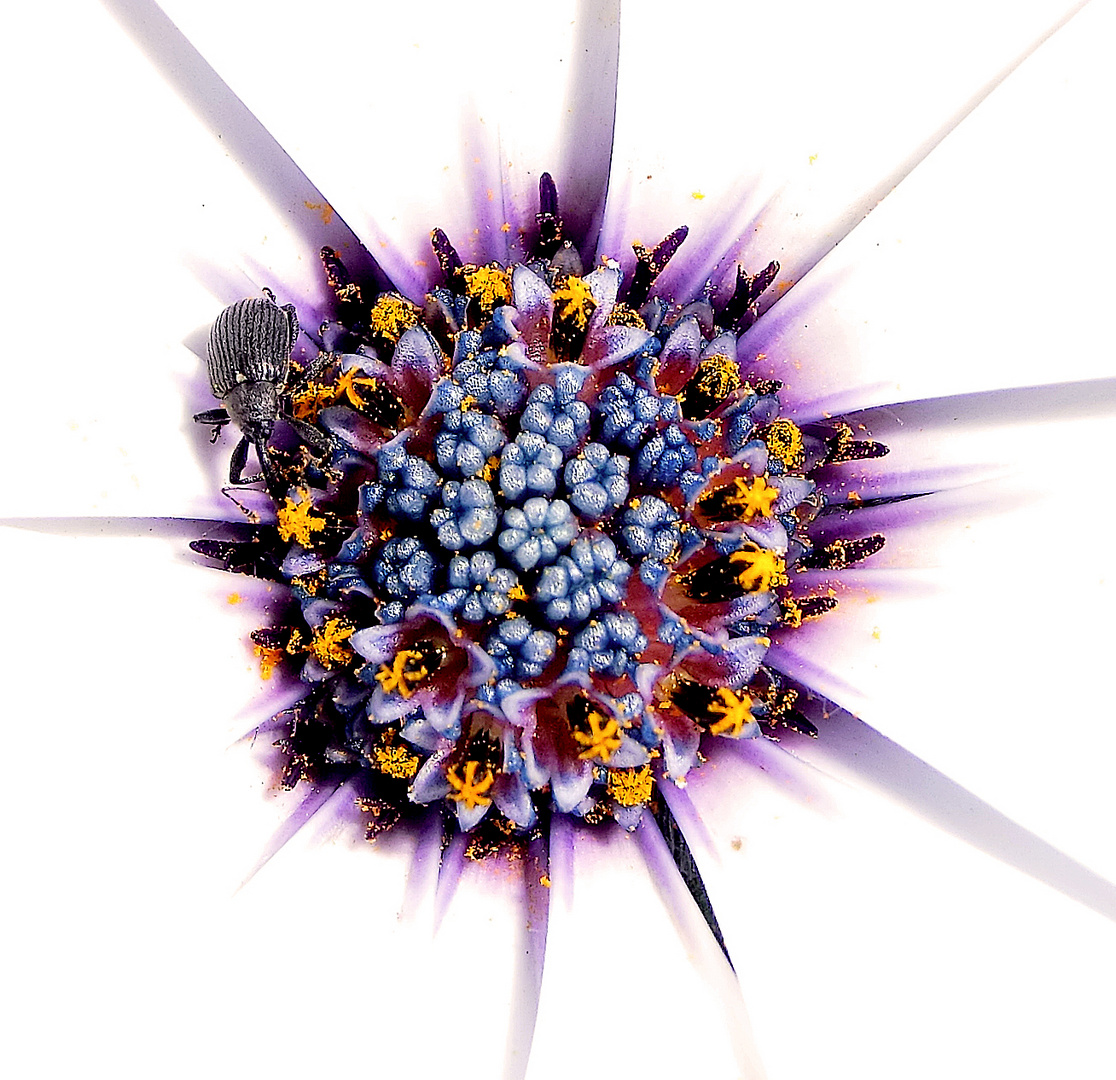 Rüsselkäfer an osteospermum hybrid sunny felix (Mittagsblume)