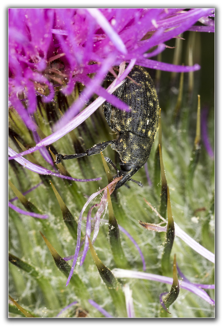 Rüsselkäfer auf Distel