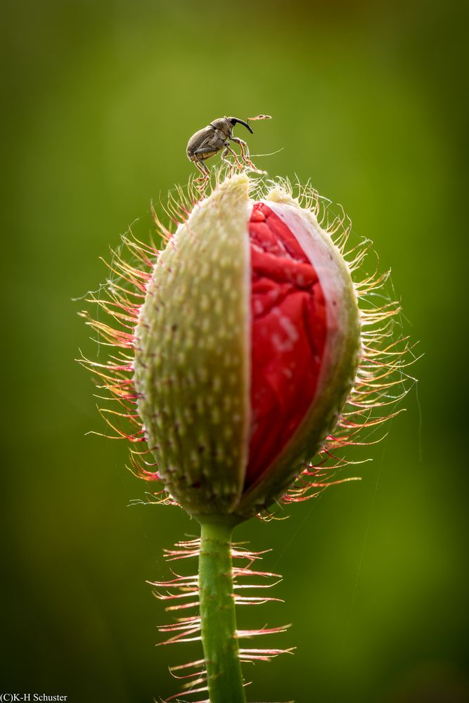 Rüsselkäfer auf Mohnknospe