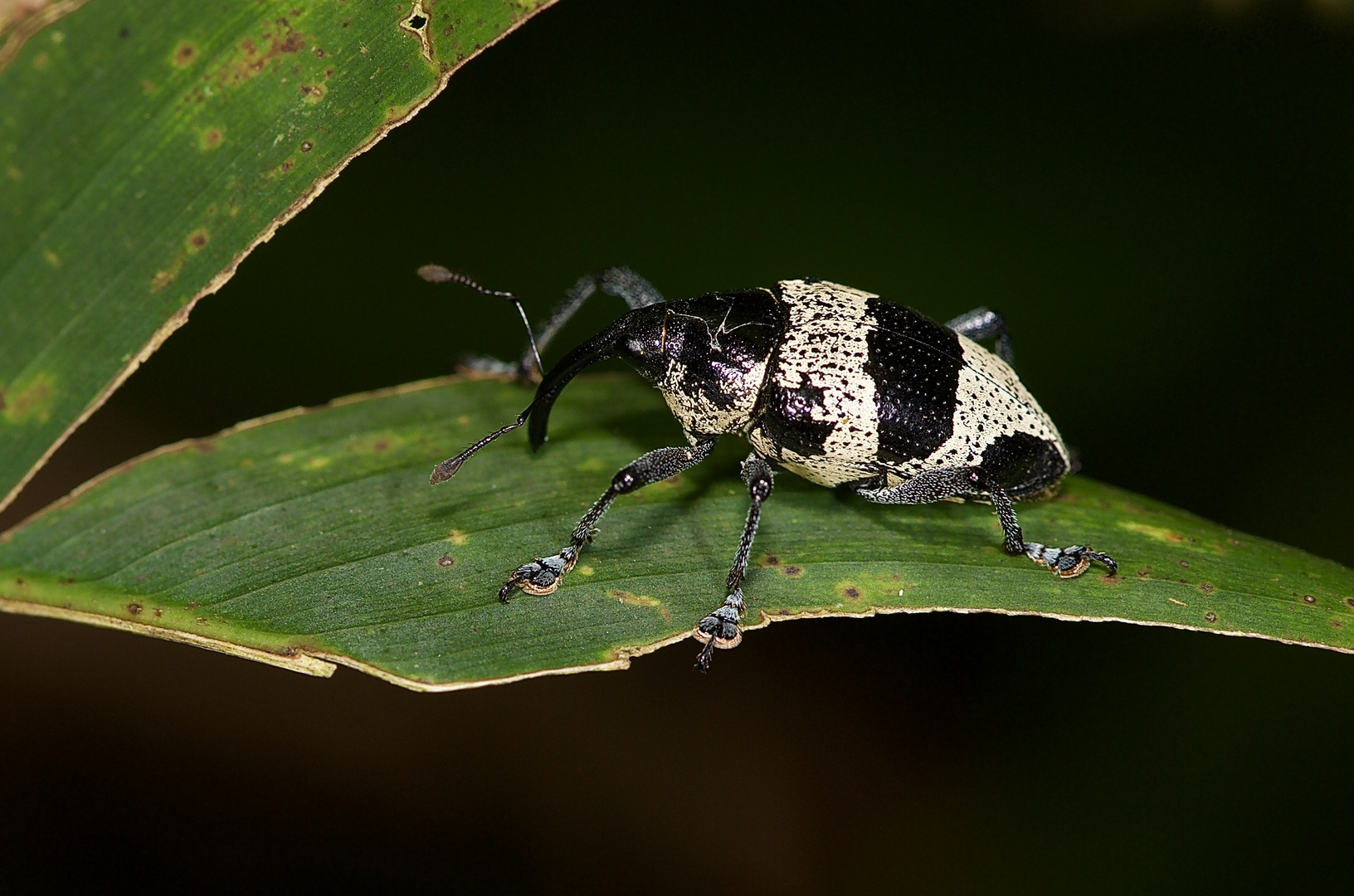 Rüsselkäfer aus dem Bergregenwald von Panama