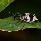 Rüsselkäfer aus dem Bergregenwald von Panama