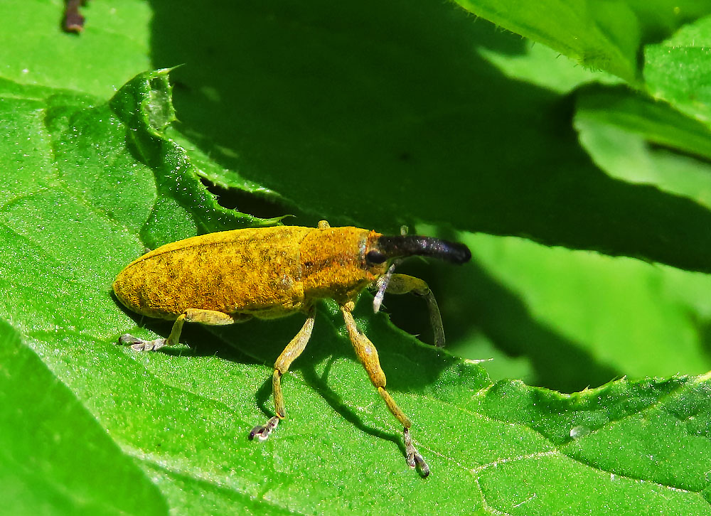 Rüsselkäfer