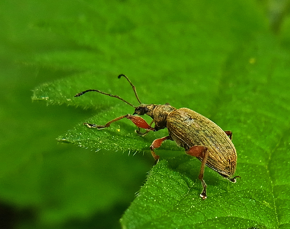 Rüsselkäfer