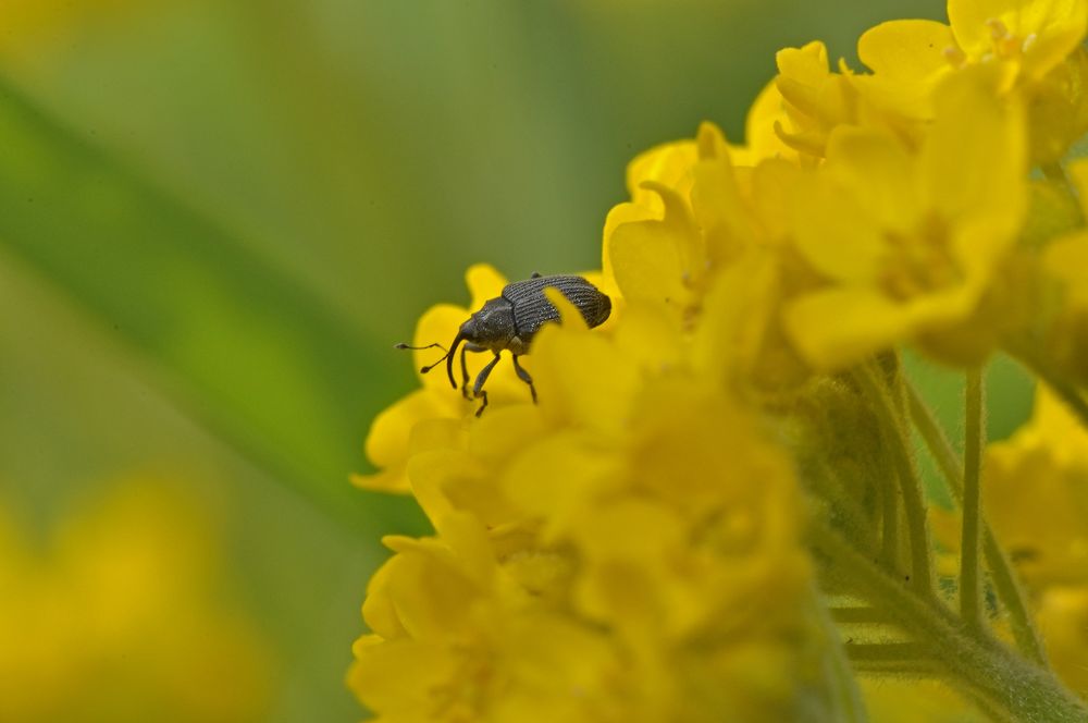 Rüsselkäfer