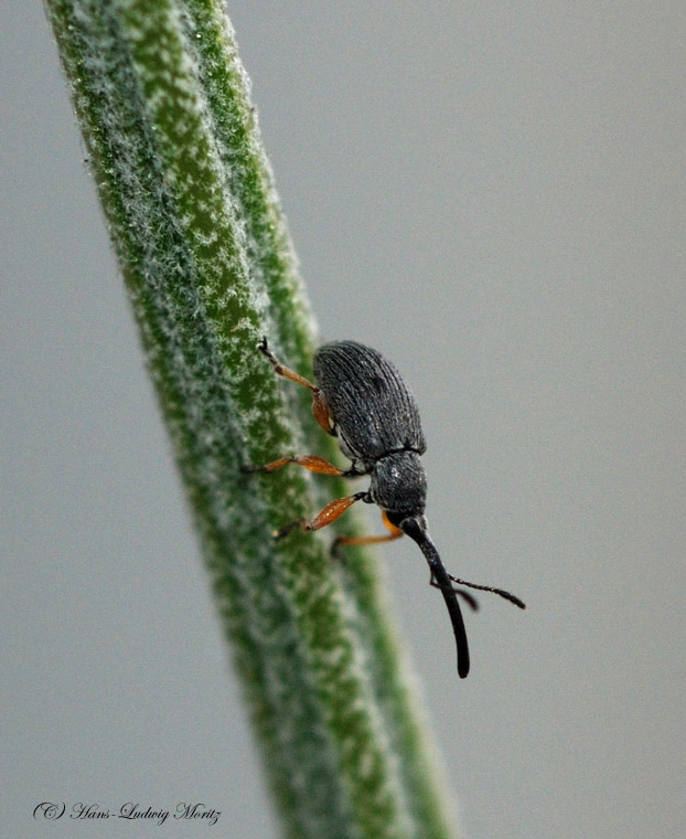 Rüsselkäfer ca. 2 mm lang