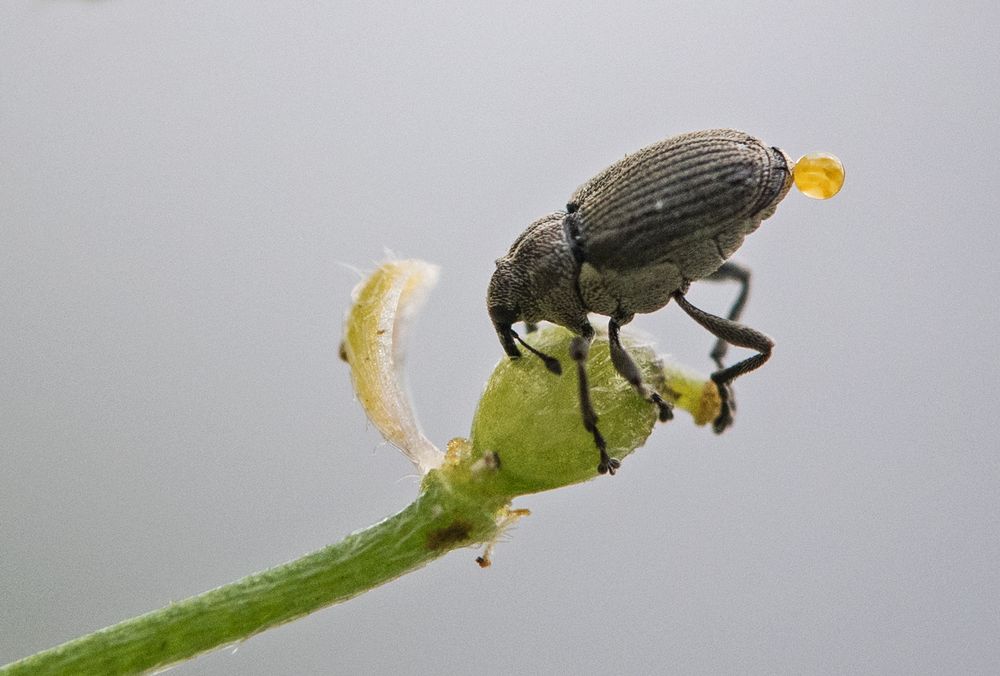 Rüsselkäfer (Ceutorhynchus contractus)