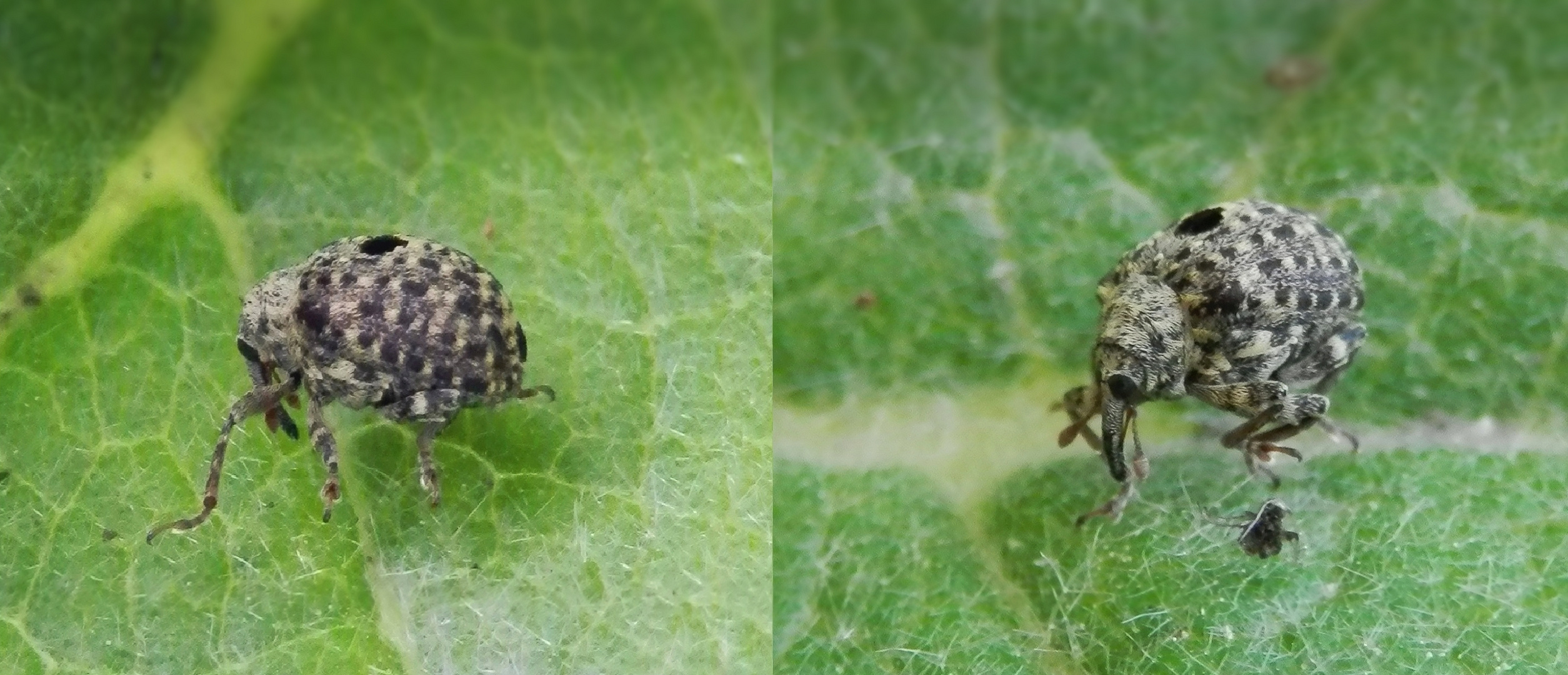 Rüsselkäfer (Cionus sp.) auf Königskerze