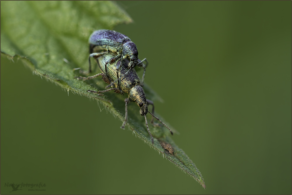 rüsselkäfer ( curculionidae ) 02/13