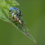 rüsselkäfer ( curculionidae ) 02/13