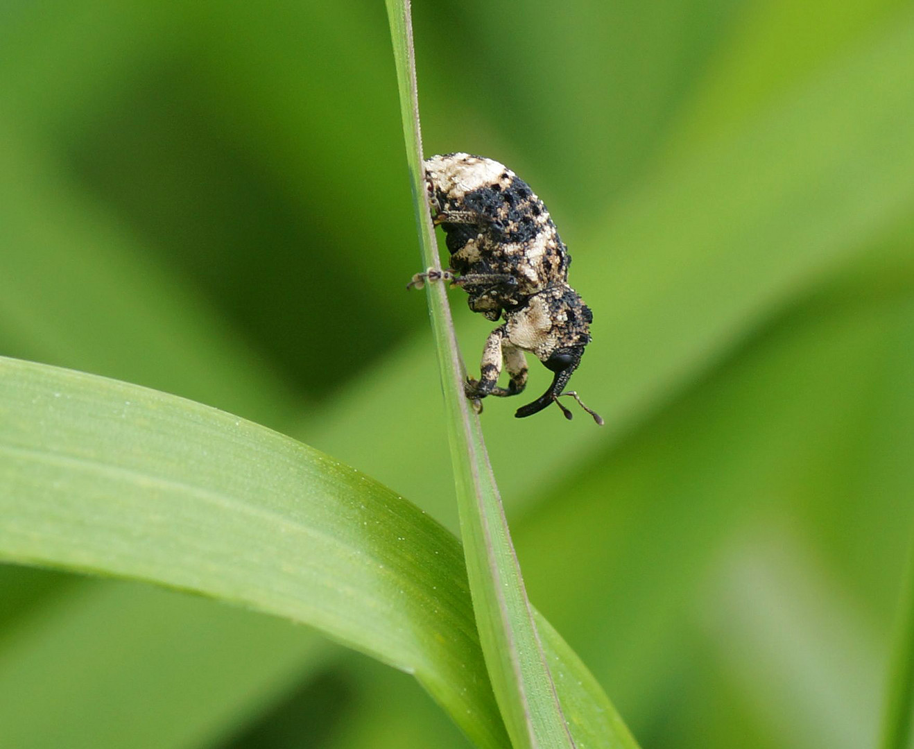 Rüsselkäfer · Curculionidae