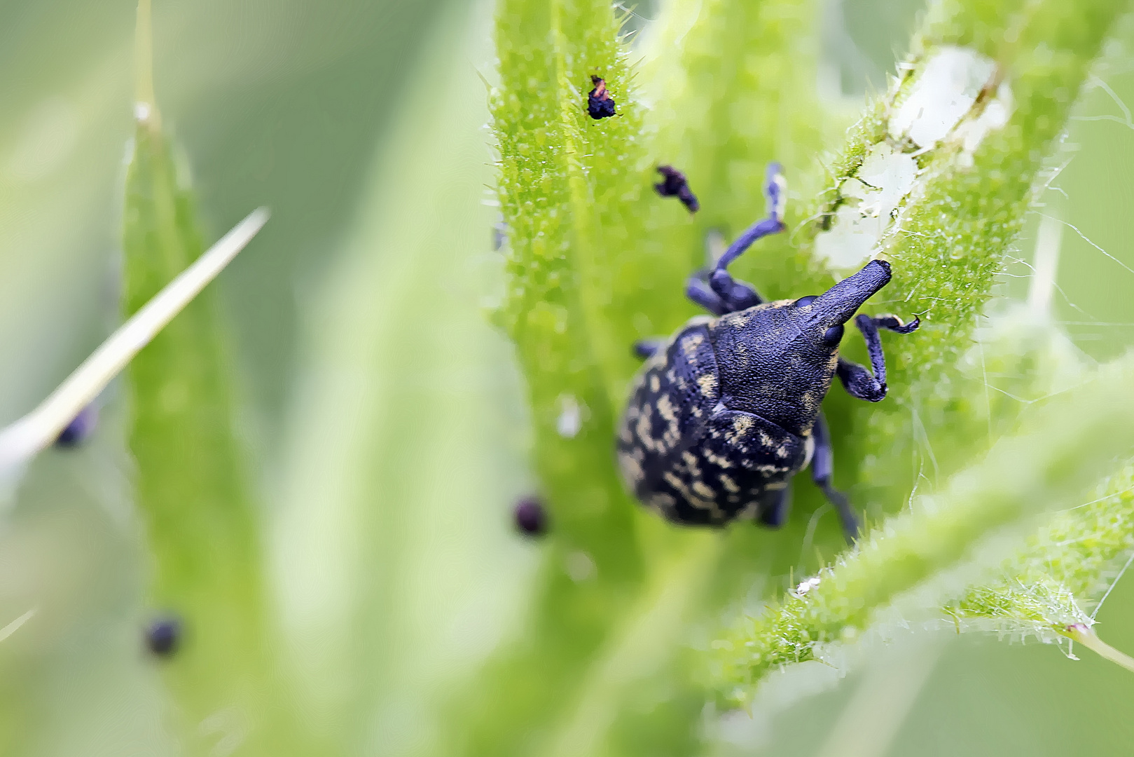 Rüsselkäfer (Curculionidae)