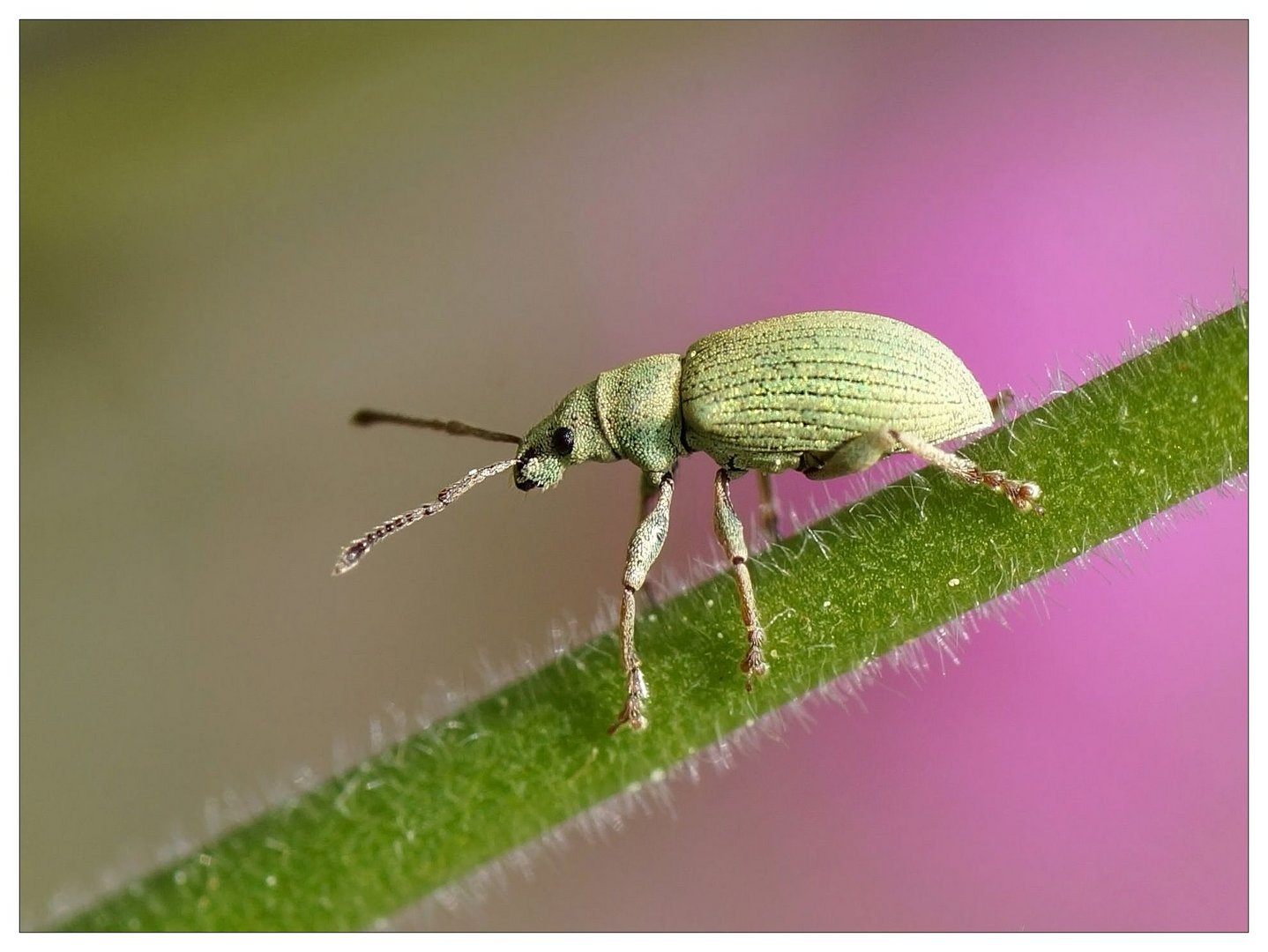 Rüsselkäfer (Curculionidae)