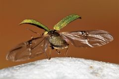 Rüsselkäfer - Curculionidae - Entiminae