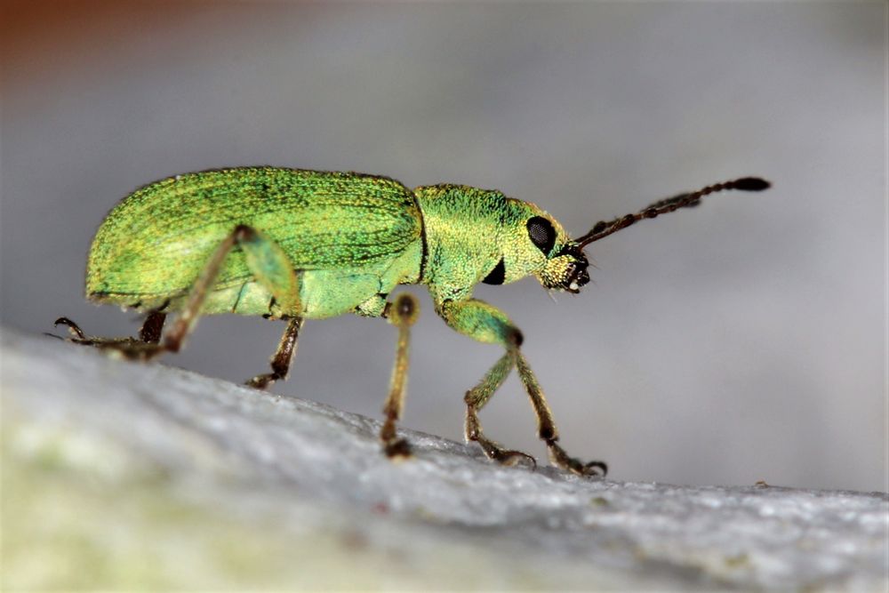 Rüsselkäfer - Curculionidae - Entiminae