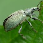Rüsselkäfer • Curculionidae