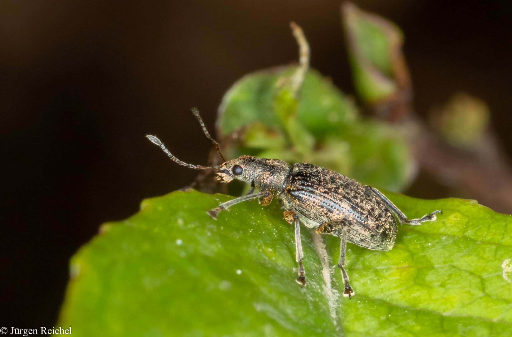 Rüsselkäfer ( Curculionidae indet.) 