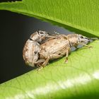 Rüsselkäfer, Curculionidae, Paarung