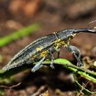 Rüsselkäfer der Gattung Lixus elongatus