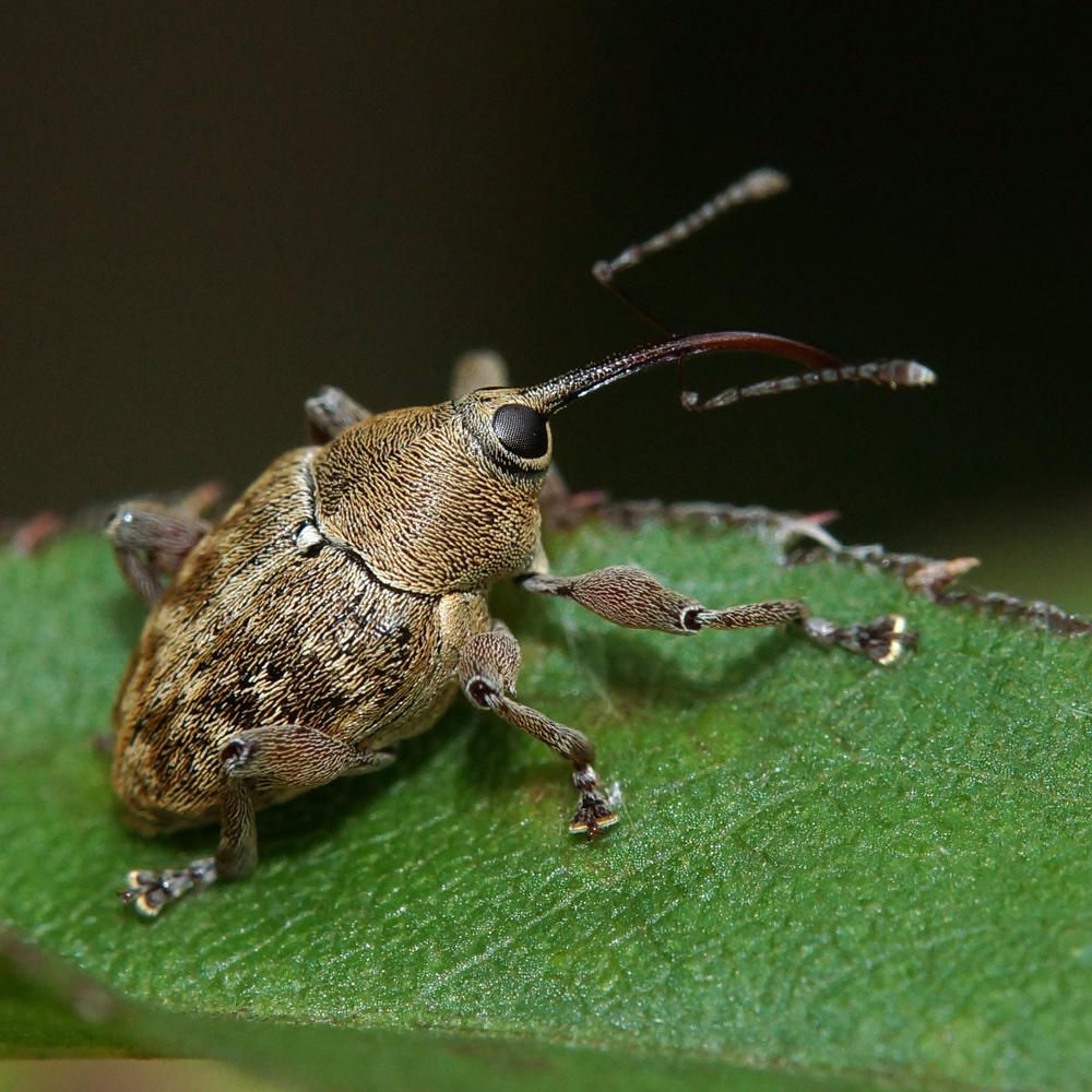 Rüsselkäfer-Eichelbohrer-Haselnußbohrer