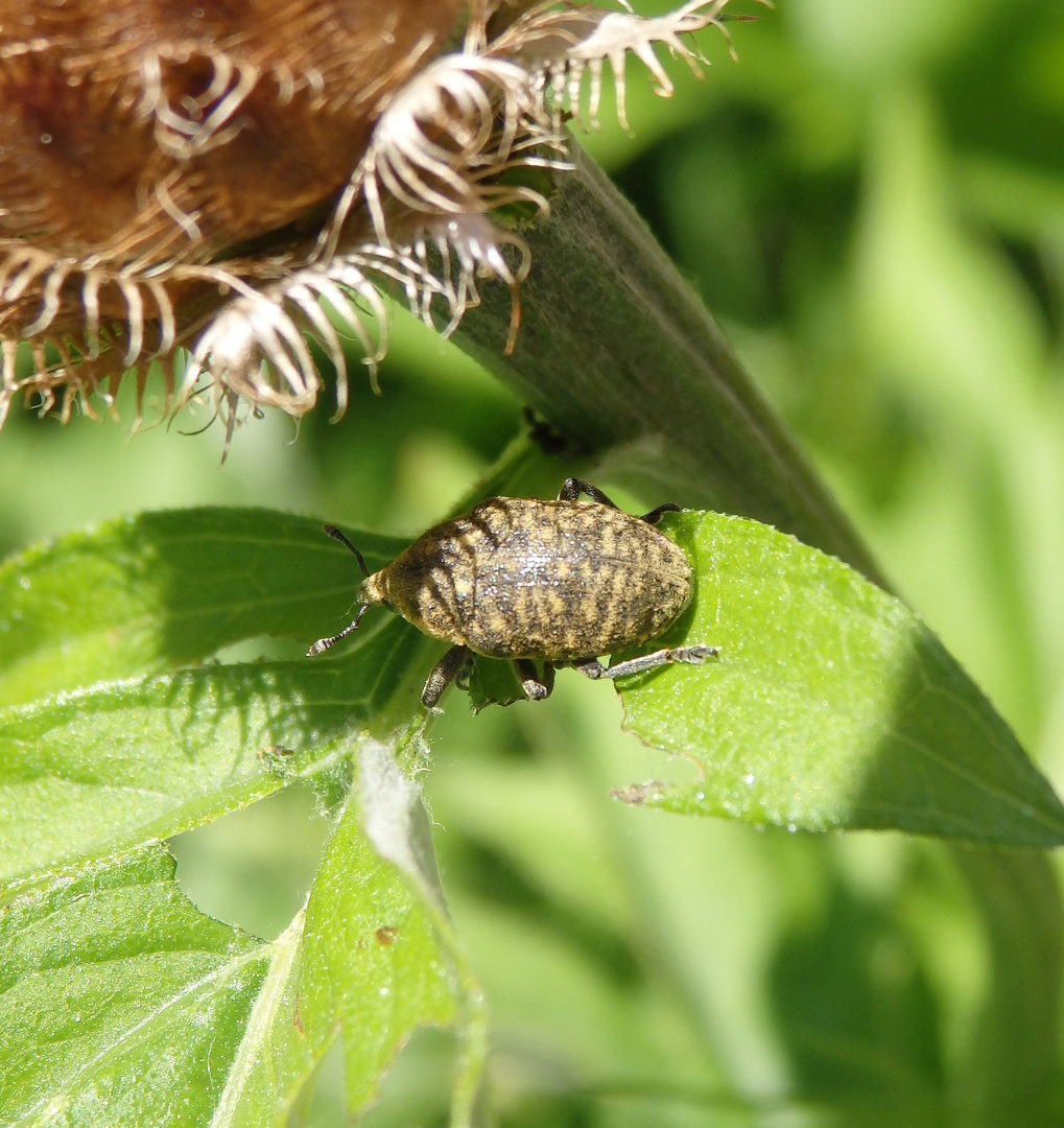 Rüsselkäfer, fast auf jeder Pflanze zu finden