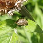 Rüsselkäfer, fast auf jeder Pflanze zu finden