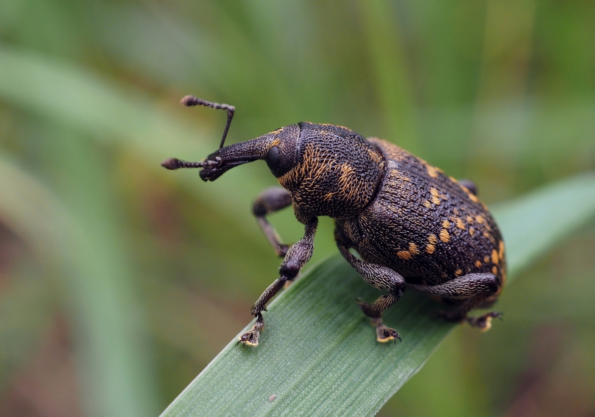 Rüsselkäfer (Hylobius abietis )