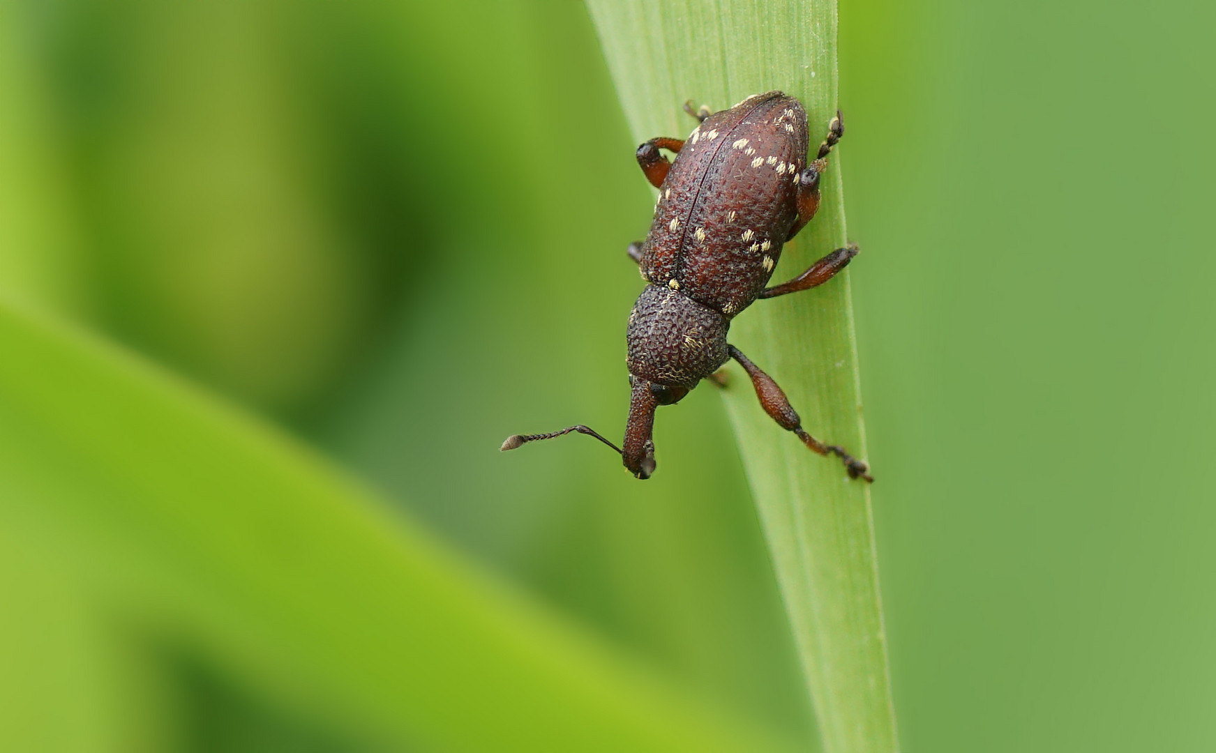 Rüsselkäfer (Hylobius transversovittatus) 