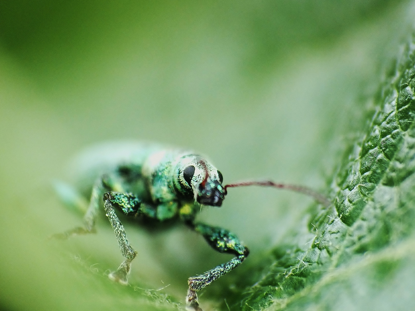 Rüsselkäfer I Foto & Bild tiere, wildlife, insekten Bilder auf