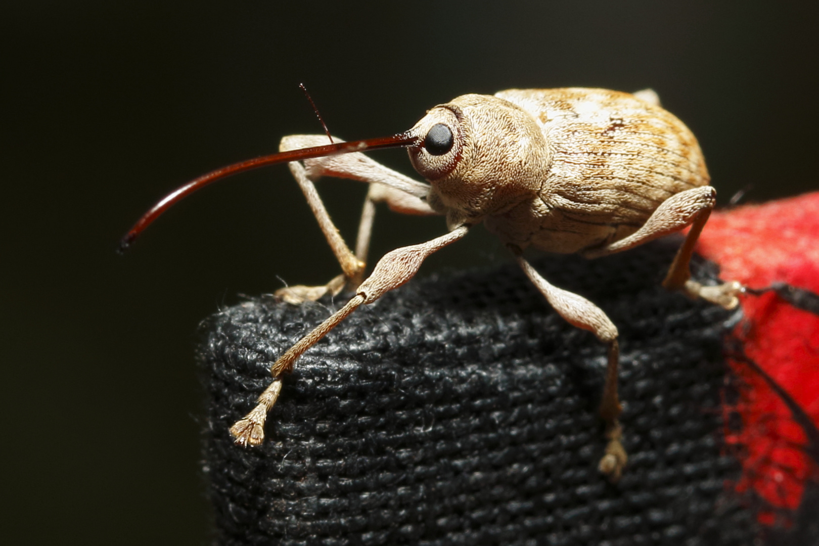 Ruesselkaefer II (Curculio pellitus)