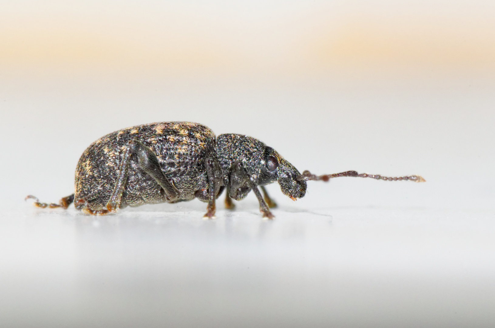 Rüsselkäfer im Badezimmer