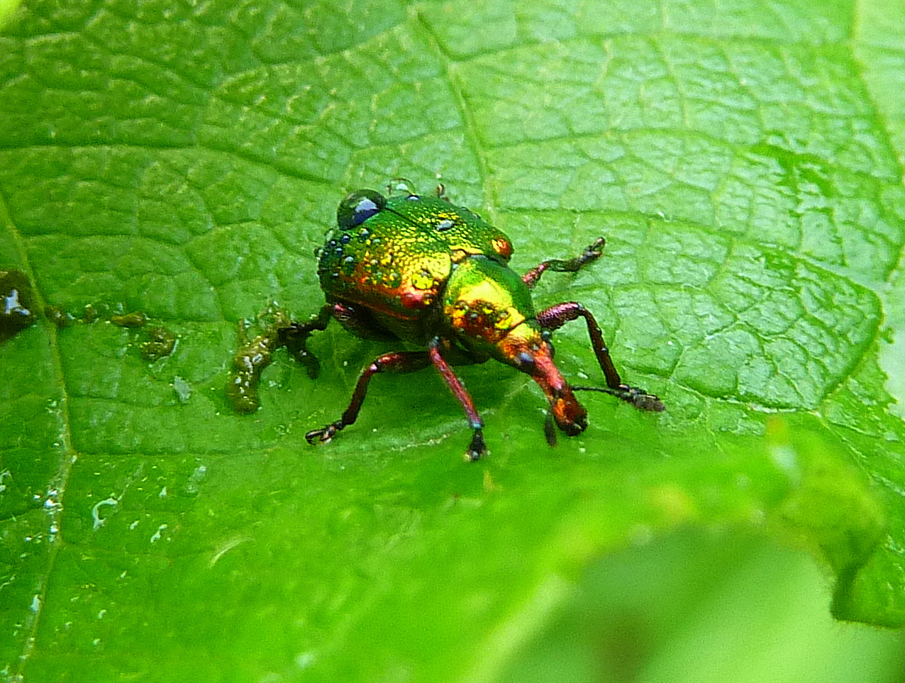 Rüsselkäfer im Morgentau