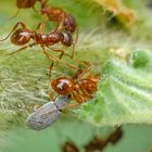 Rüsselkäfer im Reich der Ameisen