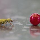 Rüsselkäfer kegen Stecknadelkopf