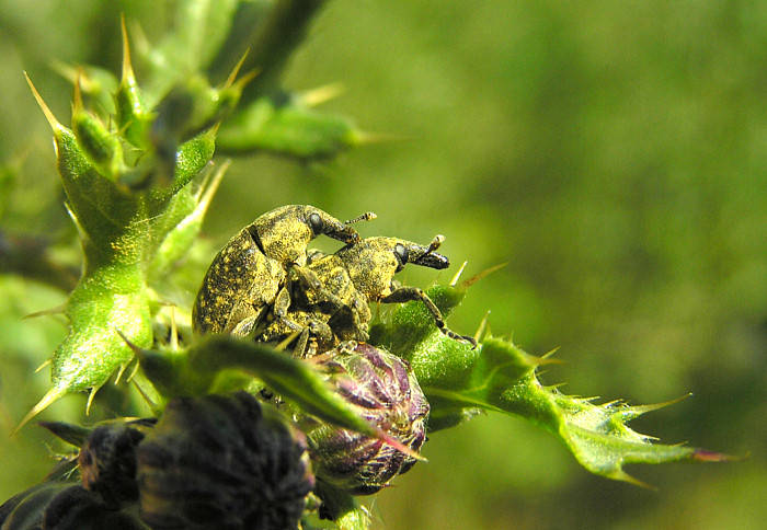 Rüsselkäfer Larinus turbinatus