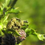 Rüsselkäfer Larinus turbinatus