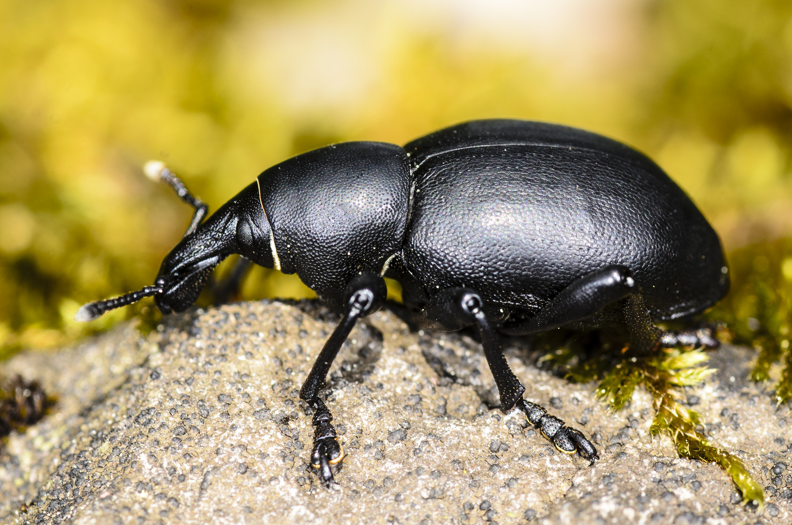 Rüsselkäfer (Liparus dirus)