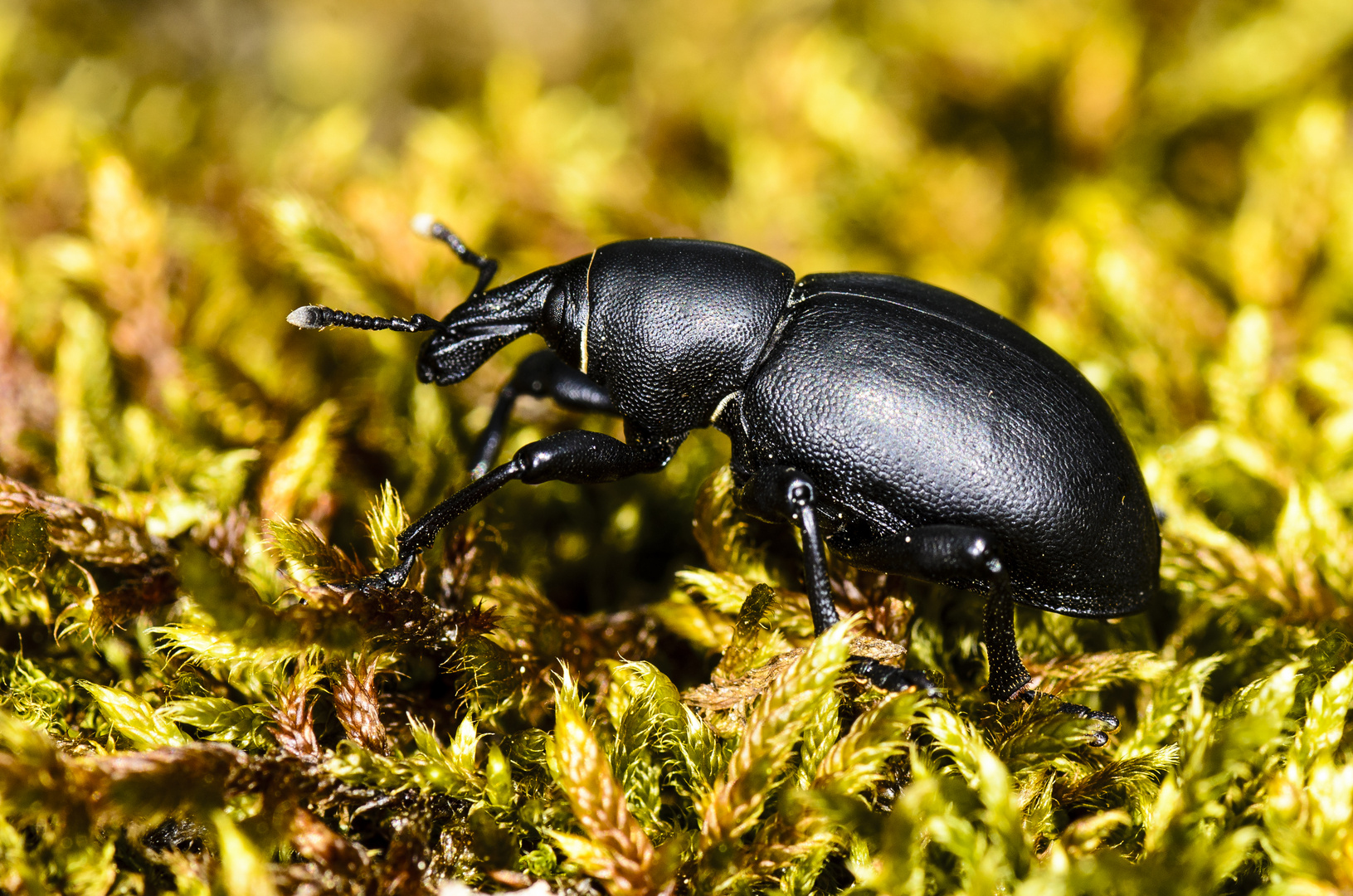 Rüsselkäfer (Liparus dirus)